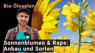 Ölsaaten: Sonnenblumen und Raps - Anbau und Sorten