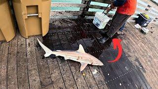 I Dropped My GoPro off SHARKY'S Pier in Venice