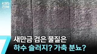 새만금 검은 물질은 하수 슬러지? 가축 분뇨? / KBS  2024.10.14.