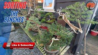 Is Winter Really the BEST Time to Tidy Up Your Bonsai Benches?