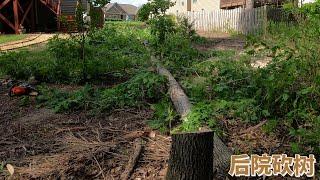 亲身示范如何砍自己后院的大树。DIY demonstrate how to cut the big trees in the backyard.