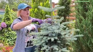 Анонс нового відео. ПЕРША формуюча СТРИЖКА БЛАКИТНОЇ ялинки. Стрижка ялини ГЛАУКА глобоза.Сад.Дача.