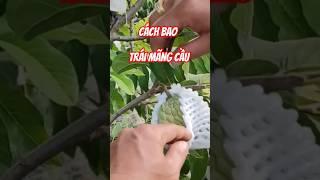 Cách Bao Trái Mãng Cầu Na Thái | Mãng Cầu Ngọc Thiên OCOP | Ninh Thuận | Vườn Năm Thiên | #shorts