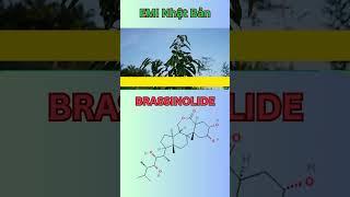Brassinolide