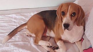 dog home bathing beagle • home grooming • madre de cacao & Akiika dog soap