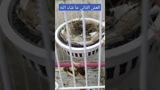 طائر الكناري،تزاوج الكناري،تغريد الكناري،صوت الكناري،kenari،birds،pàjaro،chant canari,عصافير،cànario