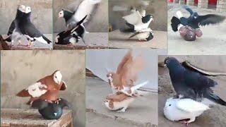 11 pairs of pigeons are mating and these are all beautiful pairs || all pairs of pigeons are mating