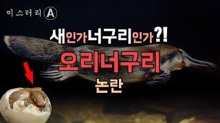 오리너구리는 새일까 너구리일까? / 조류 vs 포유류 논란