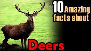 deer facts | facts about deer | deers facts | About deers