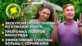Растения из Красной книги | Проломка побегов винограда | Способы борьбы с сорняками. Дача