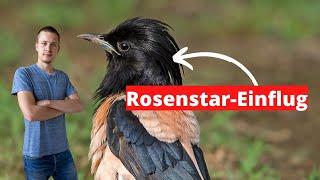 Rosenstar-Einflug in Deutschland - Warum sind sie da und wie kannst du sie beobachten?