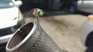 JW BURRELL INVENTED iPHONE GETS 4K UHD VIDEO OF DRAGONFLY INCHES AWAY ON CAR JACK HANDLE