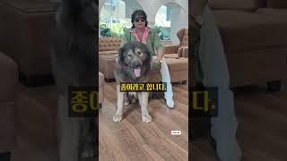 2025년 세상에서 가장 비싼 개