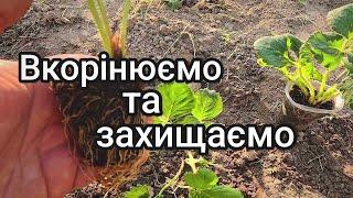 Основні моменти посадки Полуниці восени