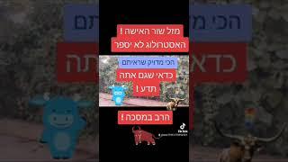 הרב במסכה מדייק מזל שור