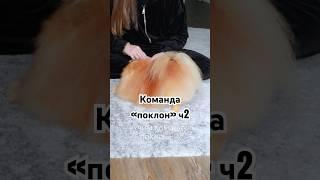 Команда «поклон». Процесс обучения #собака #померанскийщпиц #pomeranian #шпиц #командыдлясобак
