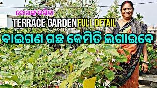 ବାଇଗଣ ଗଛ କେମିତି ଲଗାଇବେ || Terrace Garden || Full Detail || Brinjal Plant || ବୋଉଙ୍କ ବଗିଚା