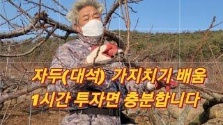 자두나무 10분 투자로 전문가 되는 법/자두 가지치기 10분 핵심/Plum pruning points(농사의신)