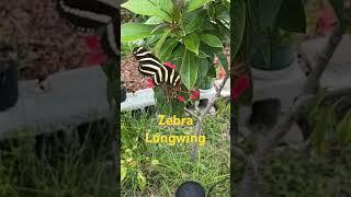 Zebra Longwing state butterfly of Florida!