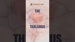 The Thalamus #neuroanatomy #brainanatomy #neuroscience #brainscience #brain #biology