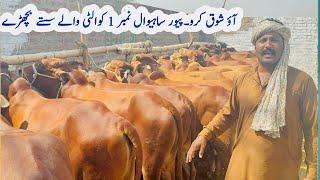 Great offer of Arfan jutt||Big Cattle farming in Pakistan ||qurbani Bachra 2024-2025 latest mall