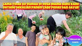 LIBUR JUALAN PERGI KE RUMAH MERTUA DI DESA SEKALIAN PANEN CABE PEDAS HASIL KEBUN MAMA MERTUA