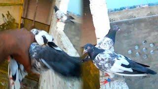 Hath Se Kabooter Pakra | Babar Pigeons Club