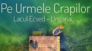 Pe Urmele Crapilor - Lacul Ecsed - Ungaria