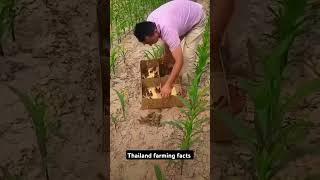 Facts about thailand farming