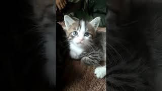 Давайте знакомиться,я котёнок по кличке Чай ,а вы? #озеро #природа#животные#ферма#домашниеживотные