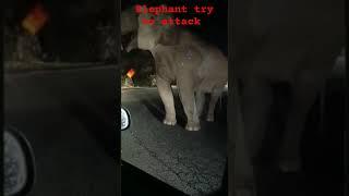 Elephant try to attack #palakkad #nature #travel #car #elephantattack #elephant