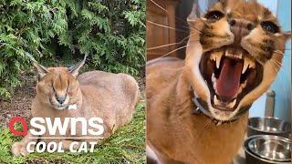 Meet Pumba the domesticated caracal! | SWNS