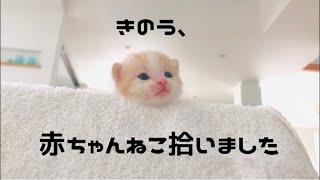 きのう赤ちゃん猫拾いました！！