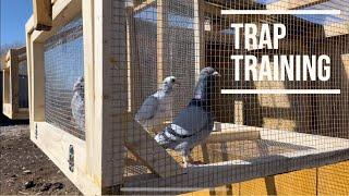 Trap Training My Racing Pigeons