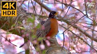 Cat TV Relax Your Cat ️ Beautiful Birds and Cherry Blossoms  Bunnies and Spring Flowers (4K HDR)