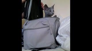 Russian blue kitten arrives at new home First day home adorably cute