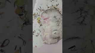밤에 너무 많이먹어서 못일어나는 햄스터 뽀르미️