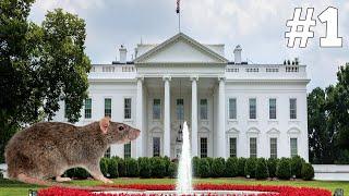 THE WHITE HOUSE HAS A RAT PROBLEM! - Jsnow's Cold Take