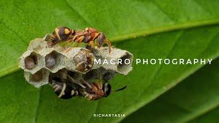 MACRO PHOTOGRAPHY with a Simple Camera Setup