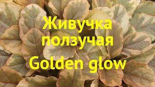 Живучка ползучая Голден Глоу. Краткий обзор, описание ajuga reptans golden glow Golden glow