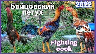 Бойцовские Петух  Fighting cock 2022