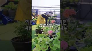 예쁜옥상정원만들기  #pelargonium #수국 #rooftopgarden