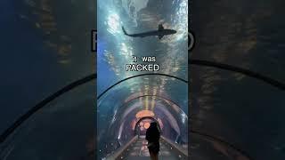 How I Became Friends with a Shark 