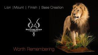 Lion Mounting | Finishing | Base Creation | Splitting Image Taxidermy