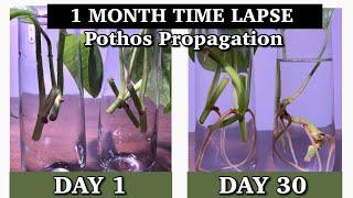 1 MONTH TIME LAPSE POTHOS PROPAGATION