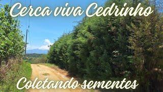 como fazer mudas de cedrinho para cerca viva!