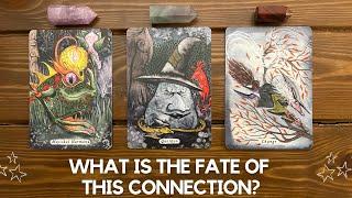 What is the Fate of this Connection? ‍‍ | Timeless Reading