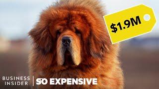 Why Pedigree Dogs Are So Expensive | So Expensive