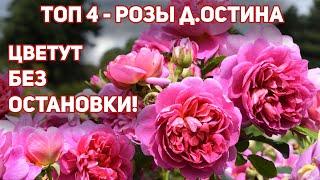 ТОП 4. Розы Д.Остина пурпурно-розового цвета - Принцесса Анна, Дарси Бассел, Софи Роуз, С.Д.Бетжемен