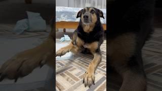Люся деичка-касавица #собака #моясобака #собаки #животные #люся